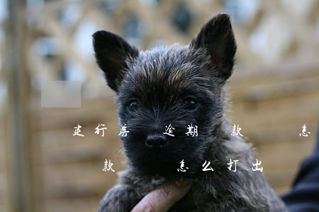 建行房貸逾期還款憑證怎么打(建行房貸逾期還款憑證怎么打出來)