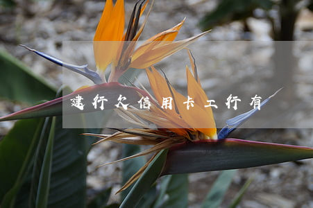 建行欠信用卡工行有錢