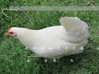 建行的信用卡怎么辦分期-建行的信用卡怎么辦分期還款