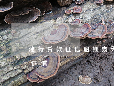 建行貸款征信逾期幾天(銀行貸款逾期幾天上征信)