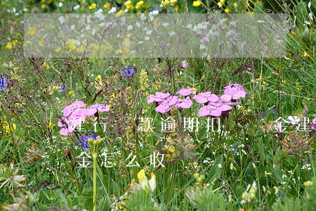 建行貸款逾期扣滯納金(建行信用卡逾期滯納金怎么收費)