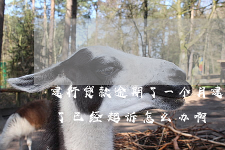 建行贷款逾期了一个月(建设银行逾期两个月了,已经起诉怎么办啊?)