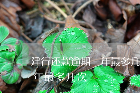 建行还款逾期一年最多几次(建行还款逾期一年最多几次)