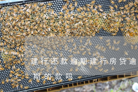建行还款逾期(建行房贷逾期两天还款是还逾期的款吗)