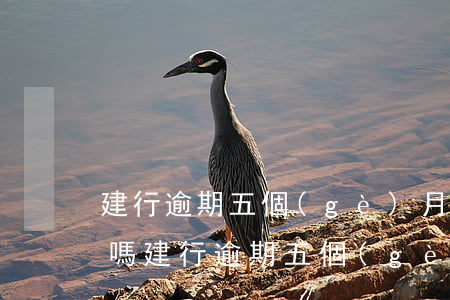 建行逾期五個(gè)月會(huì)起訴嗎(建行逾期五個(gè)月會(huì)起訴嗎)
