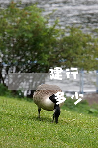 建行龍卡信用卡透支一萬(建行龍卡可以透支多少)