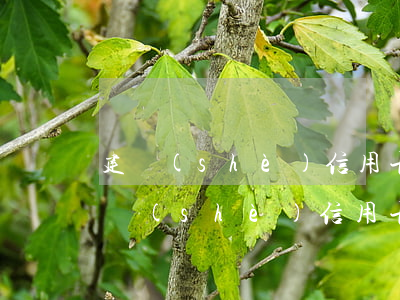 建設(shè)信用卡5000逾期半年（建設(shè)信用卡逾期了消除）
