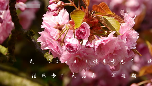 建設(shè)信用卡忘了還款逾期17天(信用卡7天后再還算逾期嗎?)