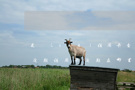 建設(shè)信用卡查詢(xún)我有逾期(信用卡逾期在哪里查詢(xún))