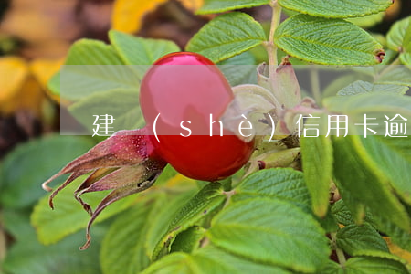建設(shè)信用卡逾期兩年還清還能用