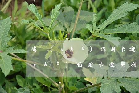 建設(shè)信用卡逾期利息多少(建設(shè)信用卡逾期利息和滯納金怎么算)