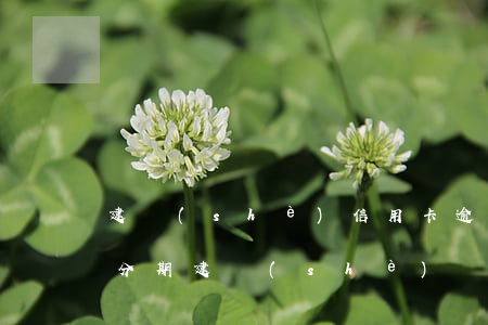 建設(shè)信用卡逾期協(xié)商分期 建設(shè)銀行逾期了可以協(xié)商分期還款嗎