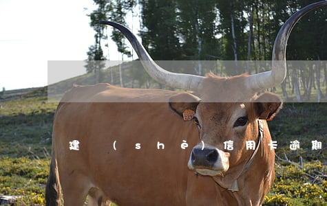 建設(shè)信用卡逾期會從二類卡扣嗎