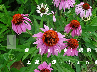 建設(shè)信用卡逾期網(wǎng)上通緝(建設(shè)信用卡逾期網(wǎng)上通緝)