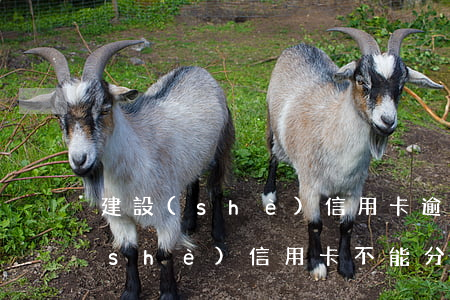 建設(shè)信用卡逾期能分期嗎(建設(shè)信用卡不能分期還款怎么辦)