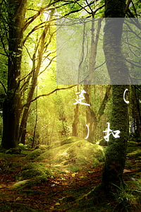 建設(shè)信用卡逾期自動(dòng)扣錢(qián)-建行的信用卡逾期了怎么辦