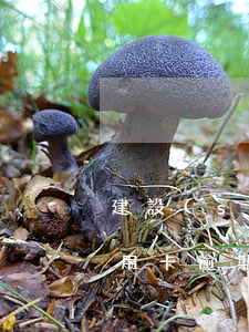 建設(shè)信用卡還款逾期了一天(還信用卡逾期一天沒事吧)