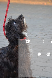 建設(shè)工程合同解釋之優(yōu)先受償權(quán)