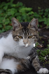 建設(shè)工程專業(yè)分包合同示范文本（建設(shè)工程分包相關(guān)規(guī)定）