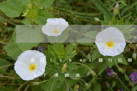 建設(shè)銀行信用卡逾期多久發(fā)律師函