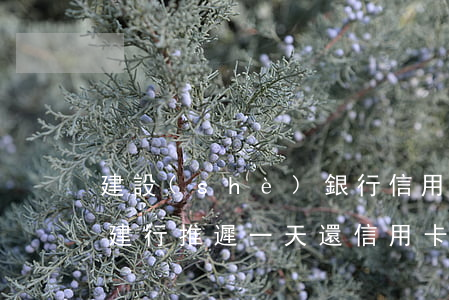 建設(shè)銀行信用卡逾期多久降額度(建行推遲一天還信用卡算逾期嗎?)