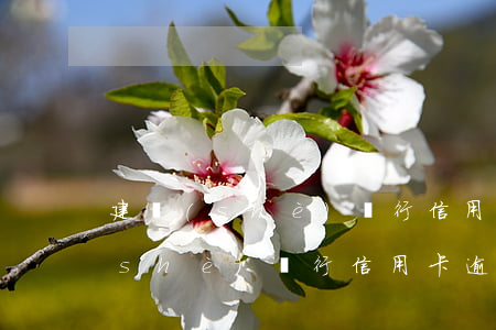 建設(shè)銀行信用卡逾期提醒(建設(shè)銀行信用卡逾期了什么時(shí)候能恢復(fù)正常)