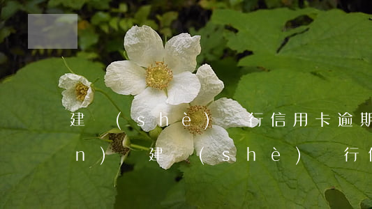 建設(shè)銀行信用卡逾期現(xiàn)狀(建設(shè)銀行信用卡逾期現(xiàn)狀如何)