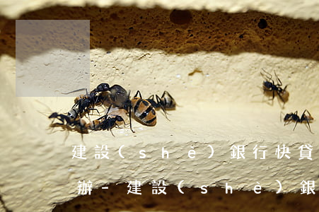 建設(shè)銀行快貸還款額度下降怎么辦-建設(shè)銀行快貸還款額度下降怎么辦啊
