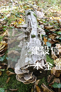 建設信用卡1萬逾期3個月(建設信用卡3萬本金逾期兩年)