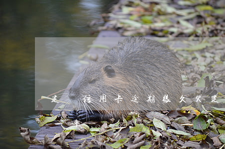 建設信用卡逾期很久(欠建設信用卡一萬逾期一年)