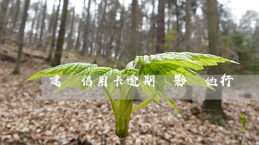 建設信用卡逾期會影響他行嗎