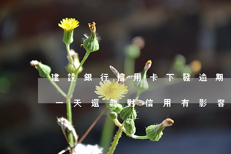 建設銀行信用卡下發逾期還款(建設銀行逾期一天還款對信用有影響嗎)