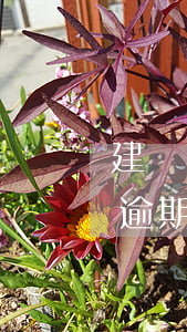 建設銀行信用卡逾期了怎么免息(建設銀行卡逾期三年可以申請免利息嗎)