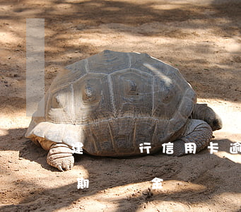 建設銀行信用卡逾期怎么免滯納金(信用卡 逾期 滯納金)