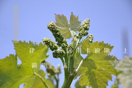 建設銀行信用卡逾期會上門嗎(建行信用卡能逾期幾天)
