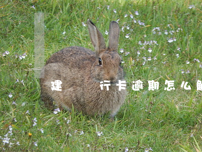 建設銀行卡逾期怎么解除