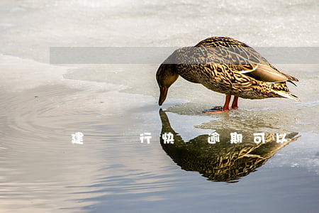 建設銀行快貸逾期可以協(xié)商分期嗎