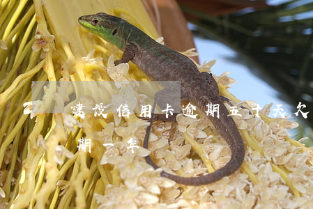 建设信用卡逾期五十天(欠建设信用卡一万逾期一年)