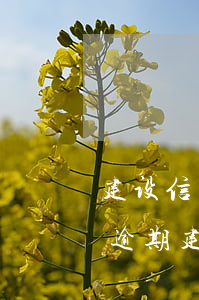 建设信用卡逾期被停卡还能用吗(其他银行有逾期建设信用卡被冻结)