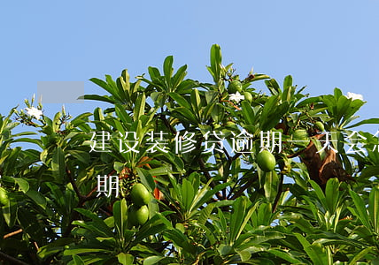 建设装修贷逾期一天会怎么样（建设装修贷逾期）
