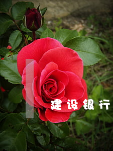 建设银行个性化分期(建行分期通)