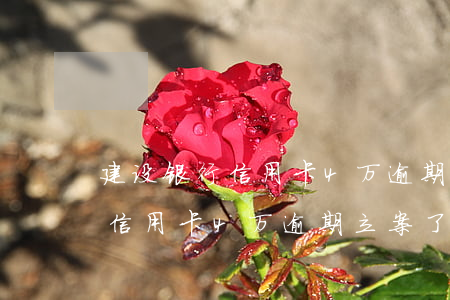 建设银行信用卡4万逾期立案了-建设银行信用卡4万逾期立案了怎么办