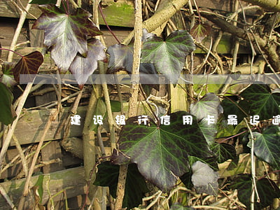 建设银行信用卡最迟逾期(建行卡逾期一次)
