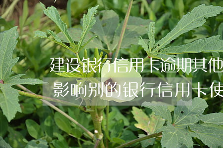 建设银行信用卡逾期其他的卡-建行逾期会影响别的银行信用卡使用吗