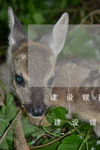 建设银行信用卡逾期可以协商减免利息吗-建设银行的信用卡逾期了可以减免吗?