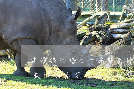 建设银行信用卡逾期有什么影响(建设银行逾期过,以后还可以办理信用卡吗)
