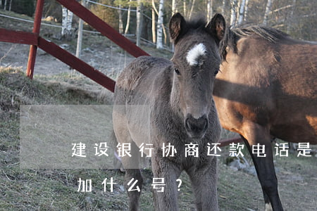 建设银行协商还款电话是多少？021后面加什么号？