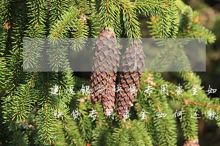 建设银行快贷专用资金如何还款-建设银行快贷专用资金如何还款的