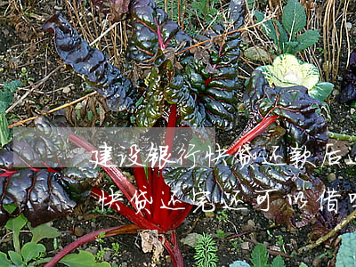 建设银行快贷还款后还能贷出来-建设银行快贷还完还可以借吗