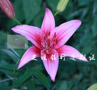 建设银行逾期证明怎么写（建设银行逾期证明）